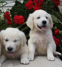 Golden Retriever Puppies for Sale in MN