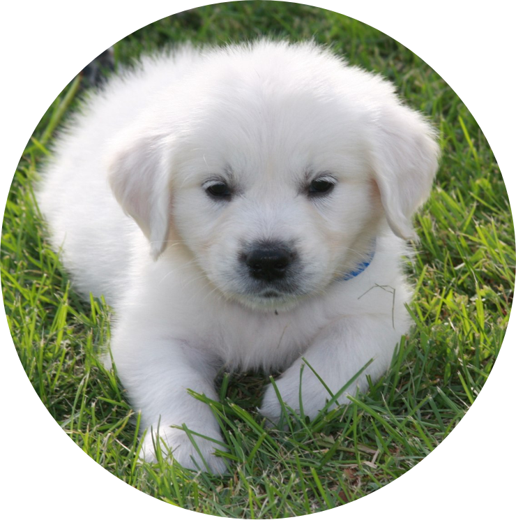 white golden retriever puppies