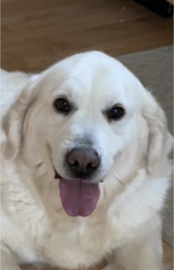 A white adult English Golden dog.