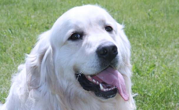 adult English Crème golden retriever