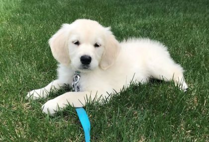 A Golden Retriever puppy lying in the grass.