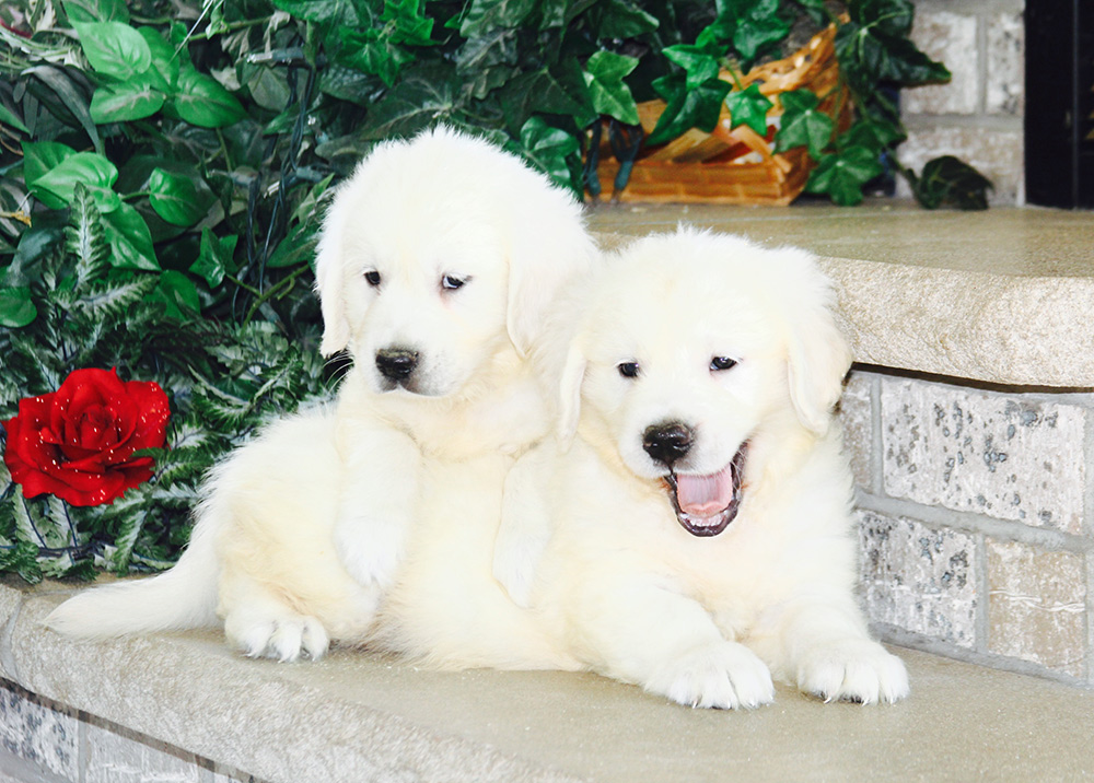 white golden retriever puppies