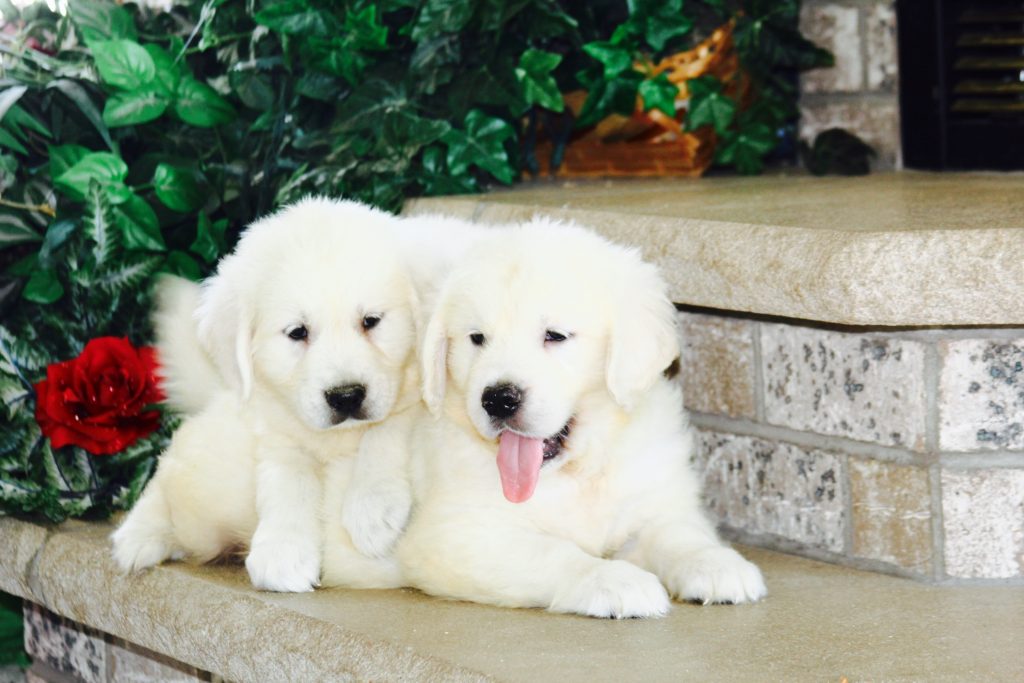 white golden retriever puppies