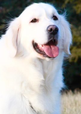 European Golden Retriever