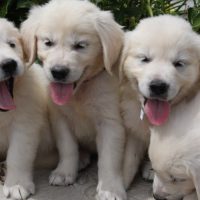English Golden Puppies