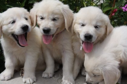 English Golden Puppies