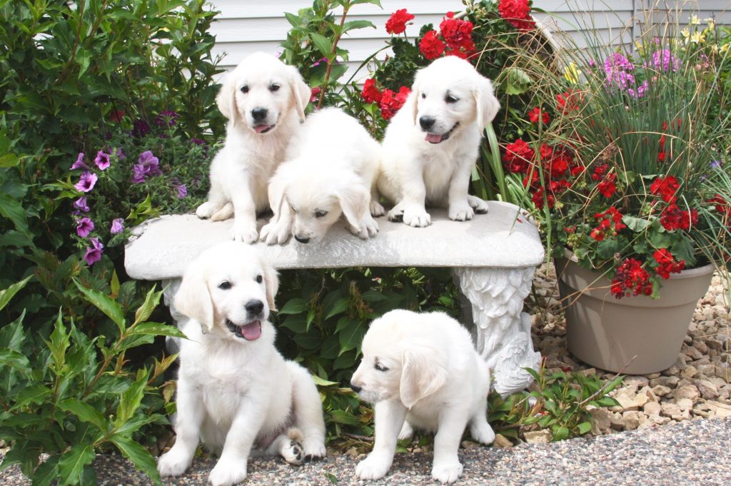 golden retriever puppies on bench