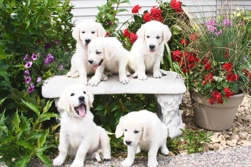 golden retriever puppies on bench