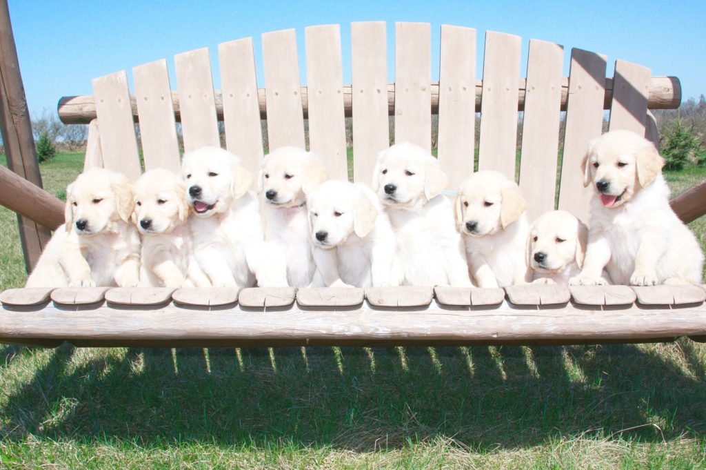 Nine English Crème Golden Retriever puppies on a bench.