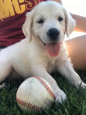 A Golden Retriever puppy in the grass with a baseball.