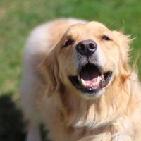 Golden Retriever Puppies