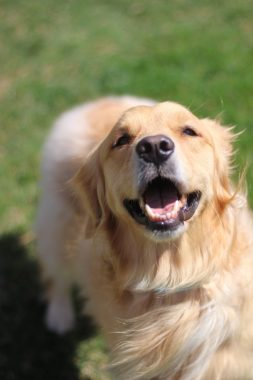 Golden Retriever Puppies