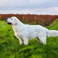 Facts About Golden Retrievers