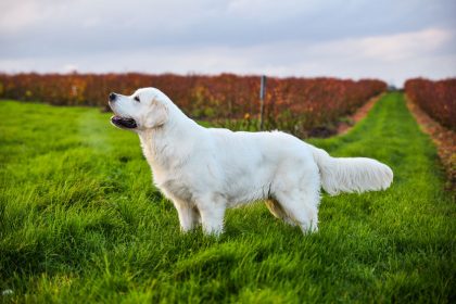 Facts About Golden Retrievers
