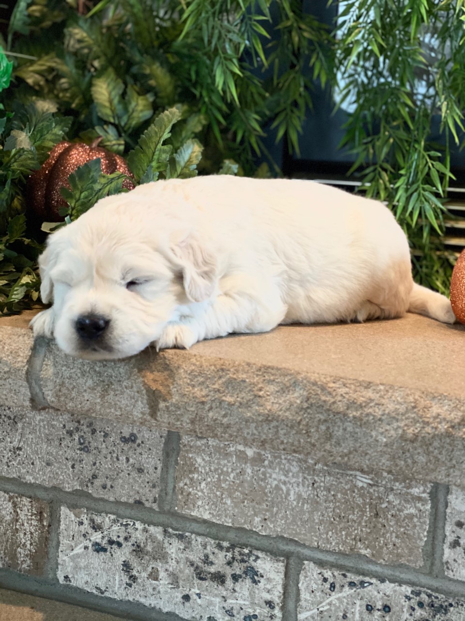 English Crème & White Golden Retriever Puppies Minnesota ...