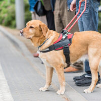 Guide dog is helping a blind man