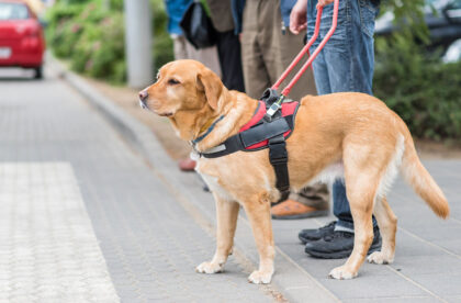Guide dog is helping a blind man