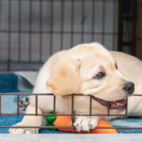 golden retriever puppy in crate