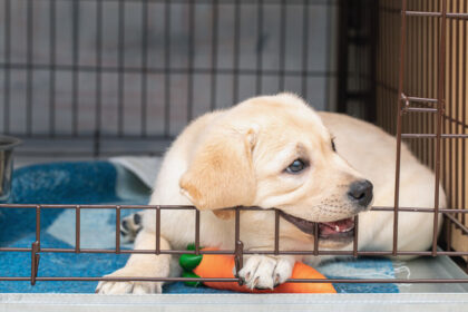 golden retriever puppy in crate