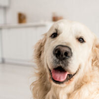 golden retriever staring into camera