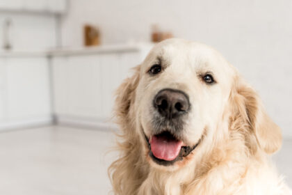 golden retriever staring into camera