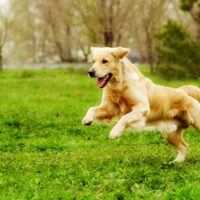Beautiful happy dog Golden Retriever running around and playing in the summer on the nature