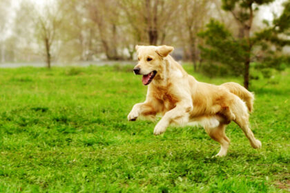 Beautiful happy dog Golden Retriever running around and playing in the summer on the nature