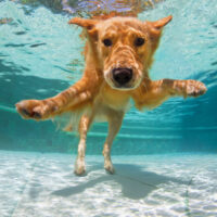 golden retriever swimming underwater