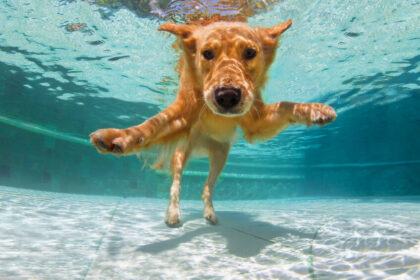 golden retriever swimming underwater