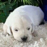 Golden Retriever Puppy sitting on carpet