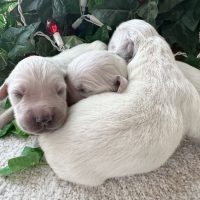 Golden Retriever puppies
