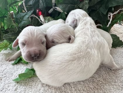 Golden Retriever puppies