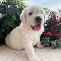 English Golden Retriever puppy