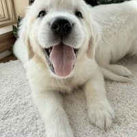 English cream golden retriever puppy