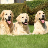 Nice golden retrievers lying together in the garden