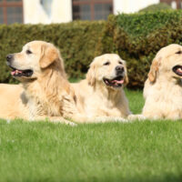 Nice golden retrievers lying together in the garden