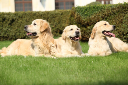 Nice golden retrievers lying together in the garden