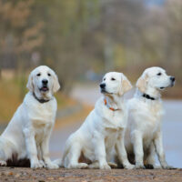 Cute young golden retriever dogs in the park