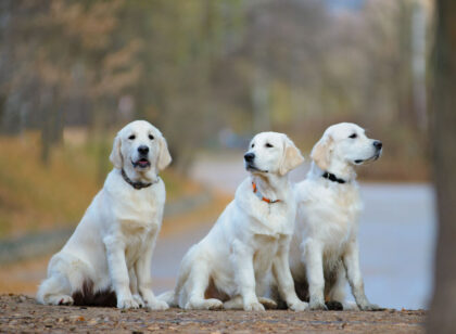 Cute young golden retriever dogs in the park