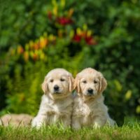 two happy puppy of golden retriever