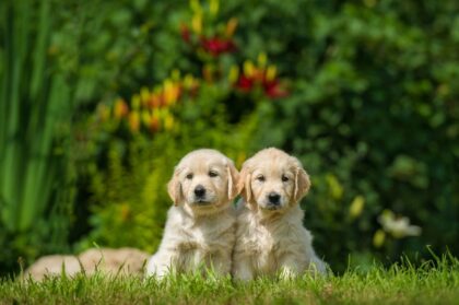 two happy puppy of golden retriever