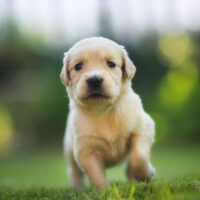 Golden retriever puppy running towards the camera.