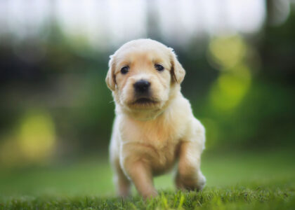 Golden retriever puppy running towards the camera.