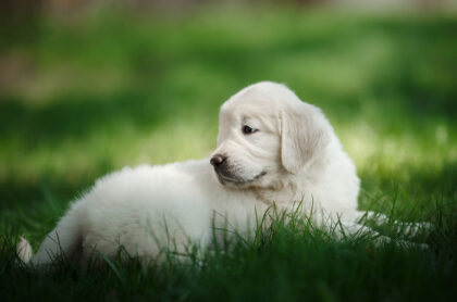 Little puppy Golden retriever, Puppy lying on the grass in the park in the summer