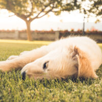 Dog very pretty puppy on the grass of the Labrador retriever breed. Adorable puppy playing in the field