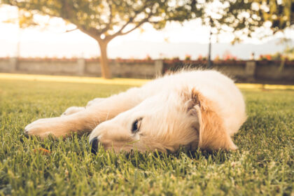 Dog very pretty puppy on the grass of the Labrador retriever breed. Adorable puppy playing in the field