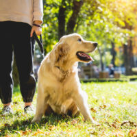 The owner plays the golden retriever dog in the park