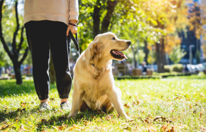 The owner plays the golden retriever dog in the park