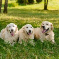 Three Golden Retrievers lie together on the green grass in the woods with their tongues out. Great dogs with fantastic fur.