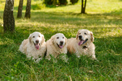 Three Golden Retrievers lie together on the green grass in the woods with their tongues out. Great dogs with fantastic fur.